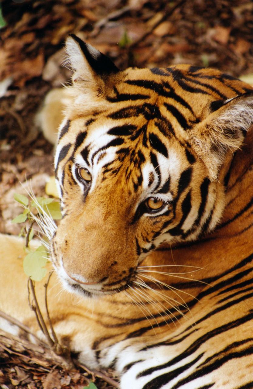 A wild tiger, photographed with a camera in keeping with George Schaller's counsel